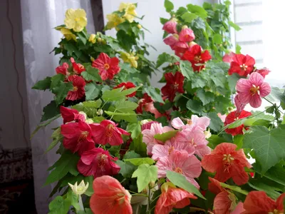 Выставка-продажа комнатных растений в Ижевске (март 2018) : Цветы