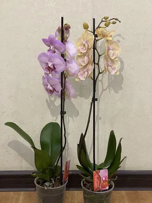 Орхидеи, орхидеи продаю комнатные цветы джал джал!!! | 1100 KGS | ДРУГИЕ  КОМНАТНЫЕ РАСТЕНИЯ Бишкек ᐈ lalafo.kg | Объявление создано 29 Апрель 2022  18:13:46