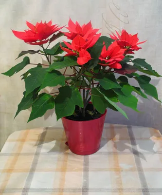 Красный цветок в горшке - 65 фото
