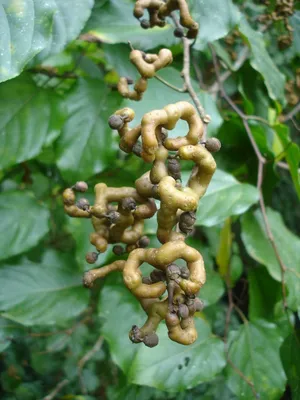 Конфетное дерево, Говения (Ховения) (Hovenia dulcis)