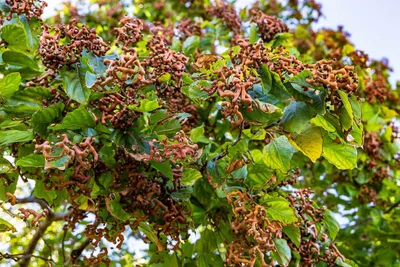 Купить семена Говения сладкая (конфетное дерево). Hovenia dulcis | Семена и  саженцы Анатолия Орлова