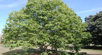 Конфетное дерево: описание говении сладкой. Выращивание из семян