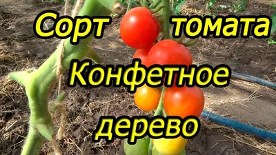 Обзор сорта томата Конфетное дерево в теплице Сибири - YouTube