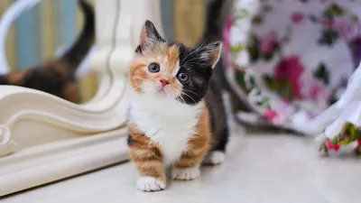 Редкие кошки: 5 известных пород с короткими лапами