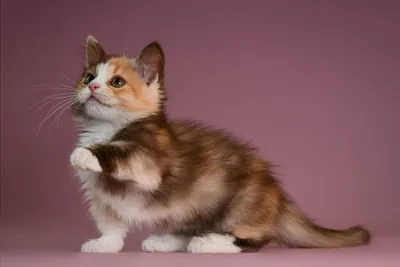 Коротконогие кошки Манчкин | Смотреть 40 фото бесплатно