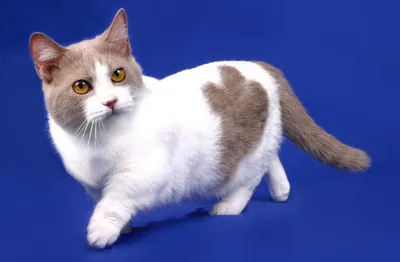 Где можно купить кошек породы манчкин: цена котёнка, коротколапые коты-таксы  в Москве, форум манчкинов, есть ли вислоухий котёнок манчкин