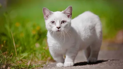 Милые и необычные: самые маленькие породы кошек в мире