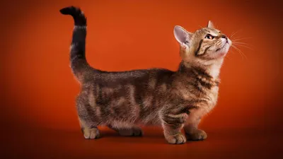 Породы коротколапых кошек: фото, названия, описания и цены пород кошек с  короткими лапами | ЗооБлог