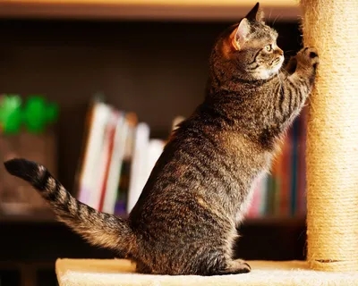 Манчкин кошка - вся информация о породе: сколько стоит и где купить, фото,  описание и характер породы, питомники, отзывы владельцев.