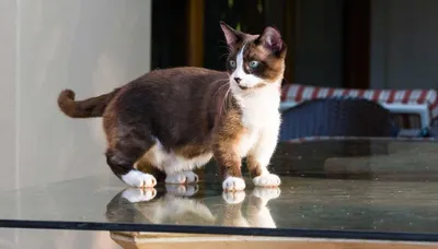 Порода кошек с короткими лапками | Смотреть 37 фото бесплатно