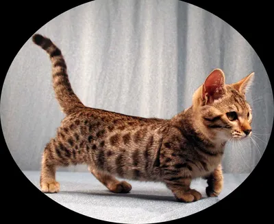 Породы коротколапых кошек: фото, названия, описания и цены пород кошек с  короткими лапами | ЗооБлог