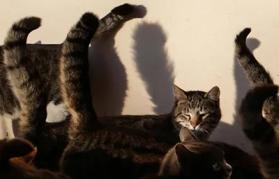 Отставные коты Эрмитажа выбирают себе президента в городском Музее кошки -  ТАСС
