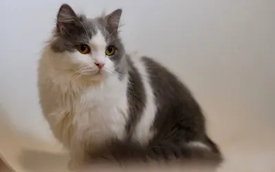 Коты с короткими лапками: 6 типов манчкина – описание и фото