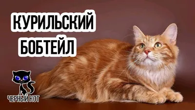 ✓ Коротколапый манчкин - кошка такса. Интересное о породе - YouTube