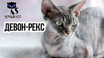 ✓ Коротколапый манчкин - кошка такса. Интересное о породе - YouTube