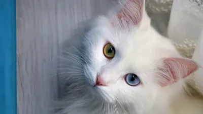 Самую красивую кошку водоплавающей породы выбрали в Турции