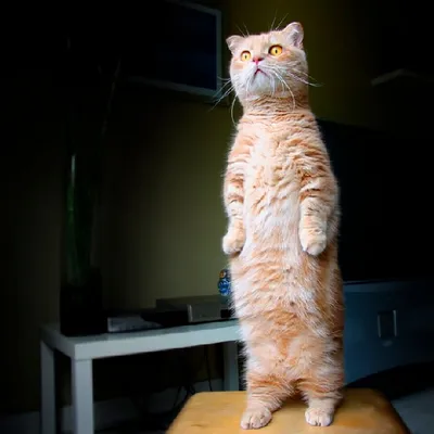 Манчкин - порода кошек с короткими лапами » «Взгляд» –  рекламно-информационный вестник