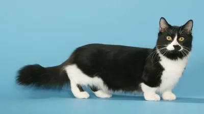 Манчкин, коротконогая порода кошек ⋆ Всё о домашних животных!