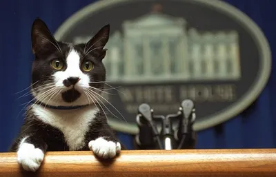 Отставные коты Эрмитажа выбирают себе президента в городском Музее кошки -  ТАСС