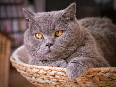 Кодекс настоящего кота» — Яндекс Кью