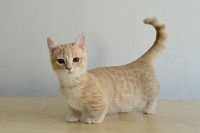 Порода кошек с короткими лапками | Смотреть 37 фото бесплатно