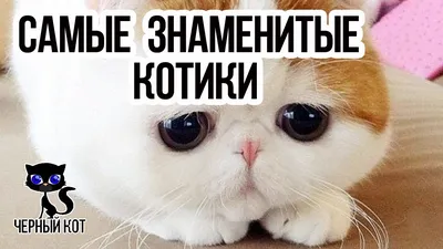 ✓ Коротколапый манчкин - кошка такса. Интересное о породе - YouTube