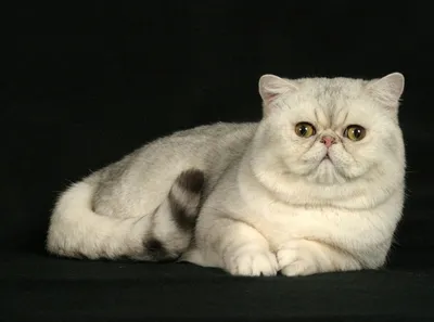 Экзотическая короткошерстная кошка (Exotic Shorthair)