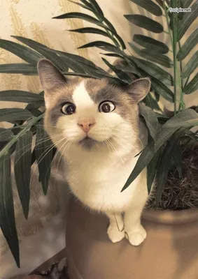 Милейшие косоглазые коты, чей изъян делает их уникальными | Funny animals,  Cute cats, Funny cute cats