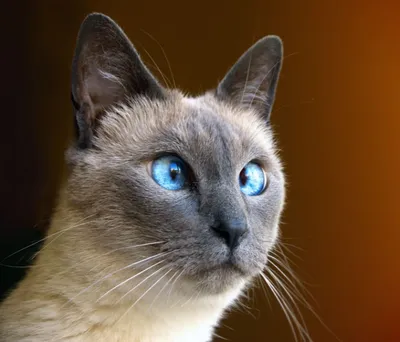 Косоглазый кот – фото пород с косыми глазами, причины косоглазия, симптомы,  лечение