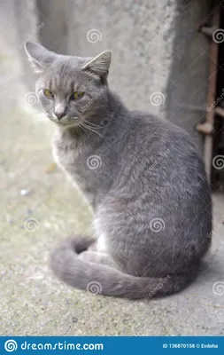 Серый бездомный косоглазый кот Стоковое Фото - изображение насчитывающей  бобра, мило: 136870158