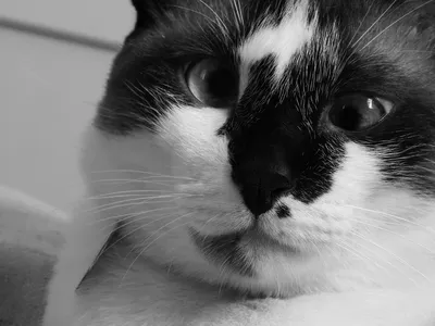 Кошка Гата Косоглазый Кот - Бесплатное фото на Pixabay