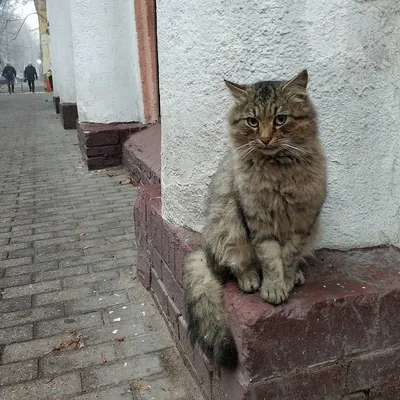 Балтийские котики»: красноярская журналистка ведет фотоблог об уличных  котах Калининграда