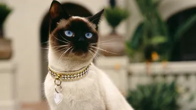 Сиамский кот — Аренда животных в Москве и Подмосковье