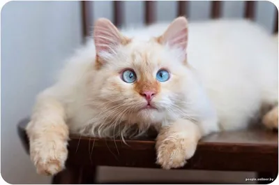 Зачем держать на балконе 20 котов? Рассказы защитников животных