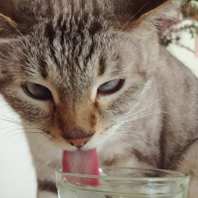 Косоглазый кот из Японии стал звездой соцсетей