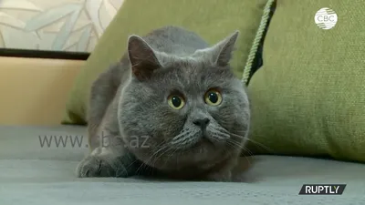 Ростовский кот покоряет соцсети необычным взглядом - YouTube