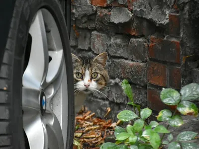 Балтийские котики»: красноярская журналистка ведет фотоблог об уличных  котах Калининграда