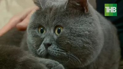 Ростовский кот Федя покоряет соцсети необычным взглядом | ТНВ - YouTube