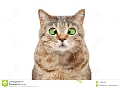 Портрет прямой смешного косоглазого кота шотландская Стоковое Фото -  изображение насчитывающей мило, счастливо: 119955100