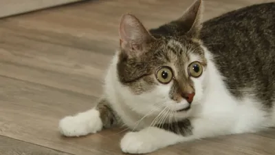 Барнаульский кот с большими глазами покорил пользователей соцсетей - Толк  19.02.2021
