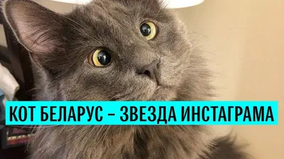 Косоглазый кот Беларус | ИА «Добро24.рф»