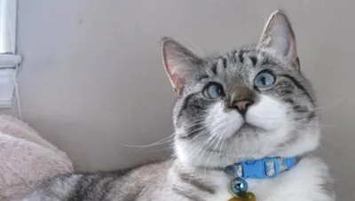 Косоглазый кот стал звездой cети Facebook
