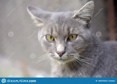 Серый бездомный косоглазый кот Стоковое Фото - изображение насчитывающей ñ  ðºñ€ðµñ‰ð¸ð²ð°ð½ð¸ðµ, ð³ð»ð°ð·: 136870204