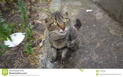 косоглазый кот Спросил съесть Стоковое Изображение - изображение  насчитывающей язык, миндалин: 121936395