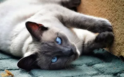 Косоглазый кот – фото пород с косыми глазами, причины косоглазия, симптомы,  лечение