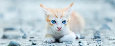 Глаза котенка: когда открываются 🐱, почему гноятся, закисают, текут