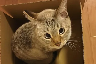 Косоглазый кот Сол-кун из Японии покорил Интернет | Cat-новости