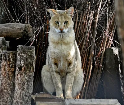 Pro-animal.ru on Twitter: \"Камышовый кот (Хаус) Дикая кошка, которая  поддаётся одомашниванию https://t.co/KDcTmpz33o https://t.co/x4WpBJaIiH\" /  Twitter