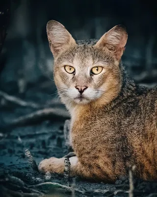 Камышовый кот | Пикабу