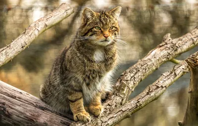 Канадский Лесной кот - 43 фото